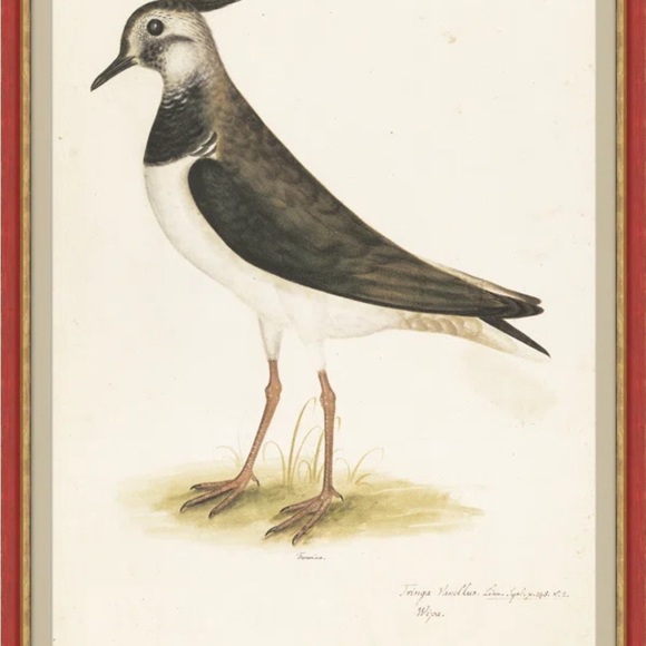 18th CENTURY BIRD RE-STRIKE XVl ✨✨ - Picture 10 of 10